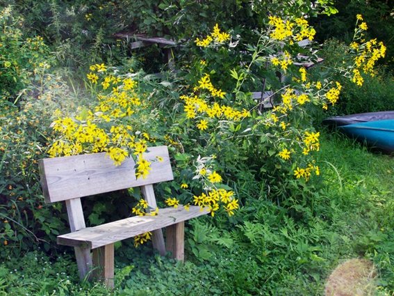 Flowers all around a bench