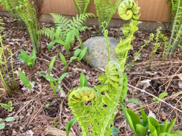 A fiddlehead fern front in a woodland garden
