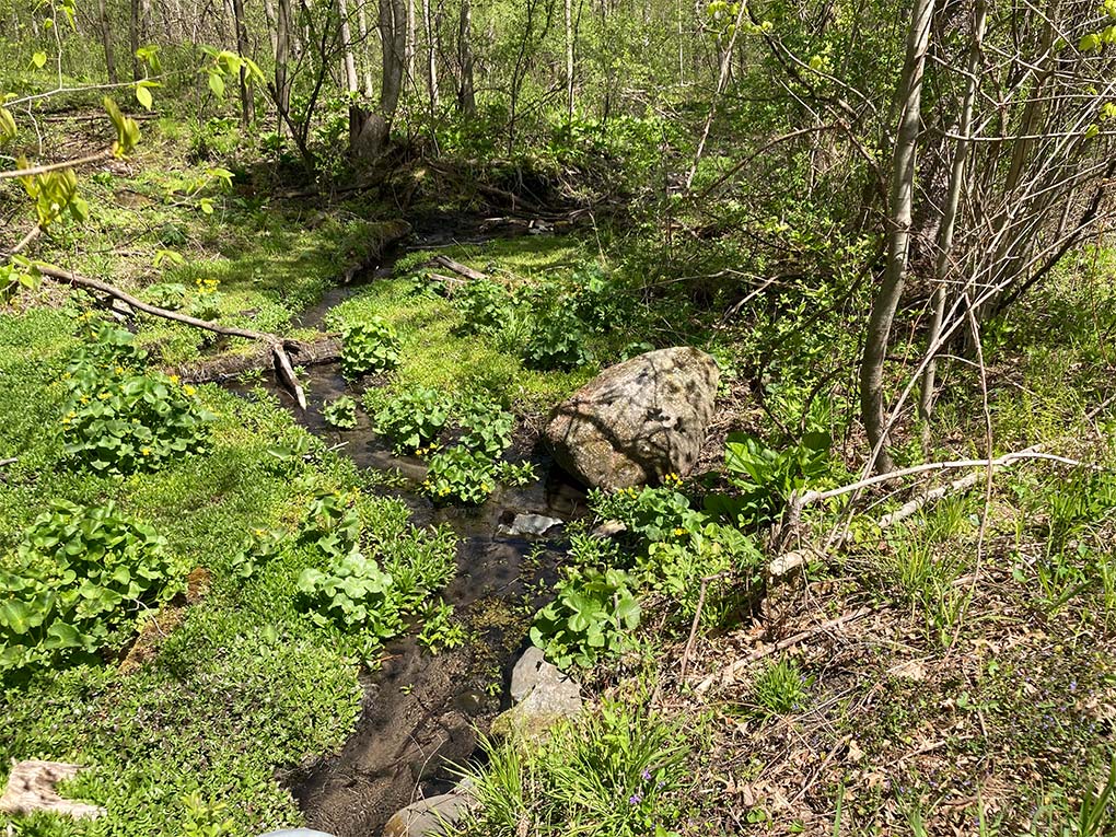 April-woodland-stream