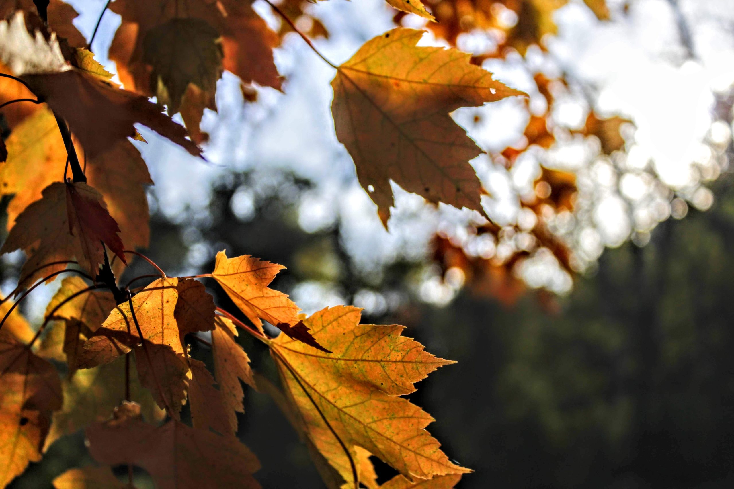 Autumn Reflection