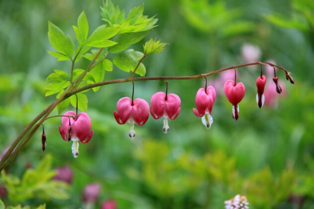 Pink bleeding heart flowers