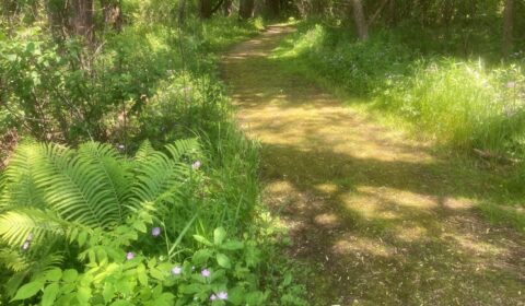 Woodland Trail