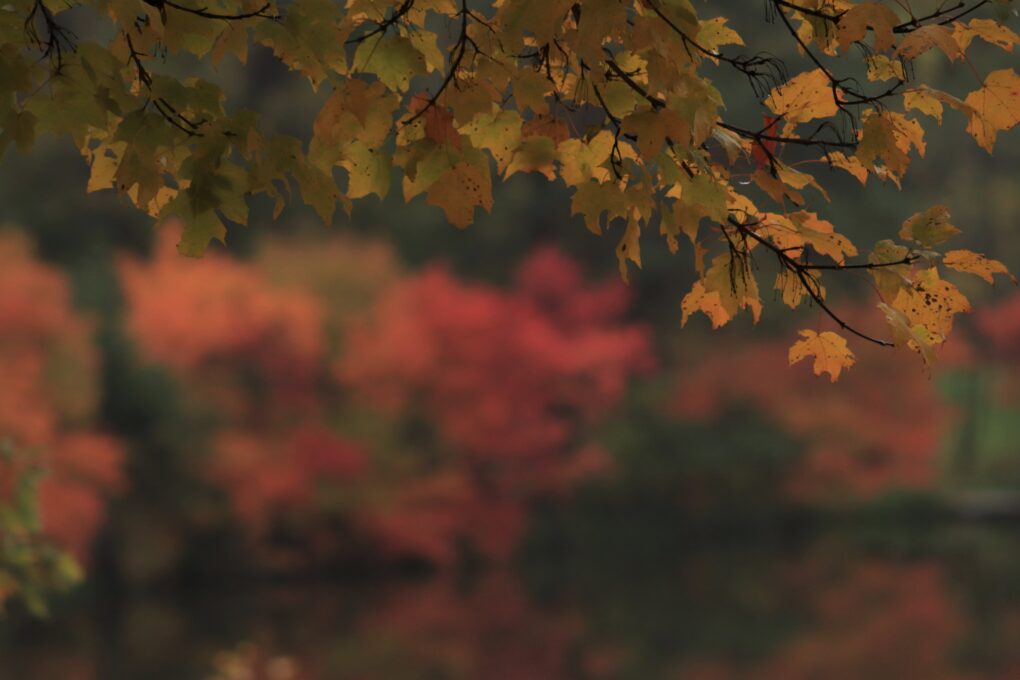 Maple tree with branch in foreground