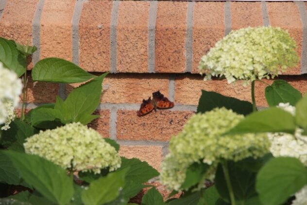A butterfly near hydrangea flowerheads