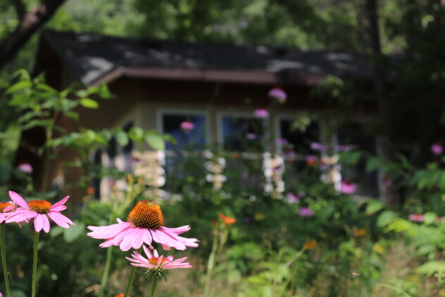 Pink coneflowers in front of the Saint Francis Cottage