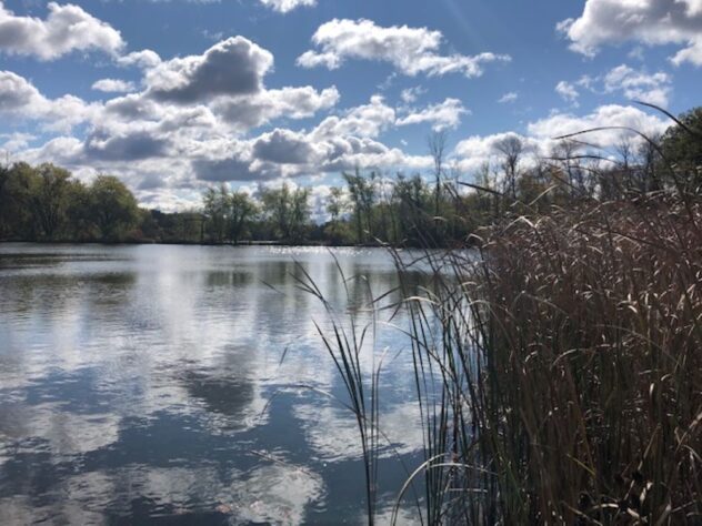 A blue sky with white puffy clouds reflecting in a small pond with cattail fronds on the edge