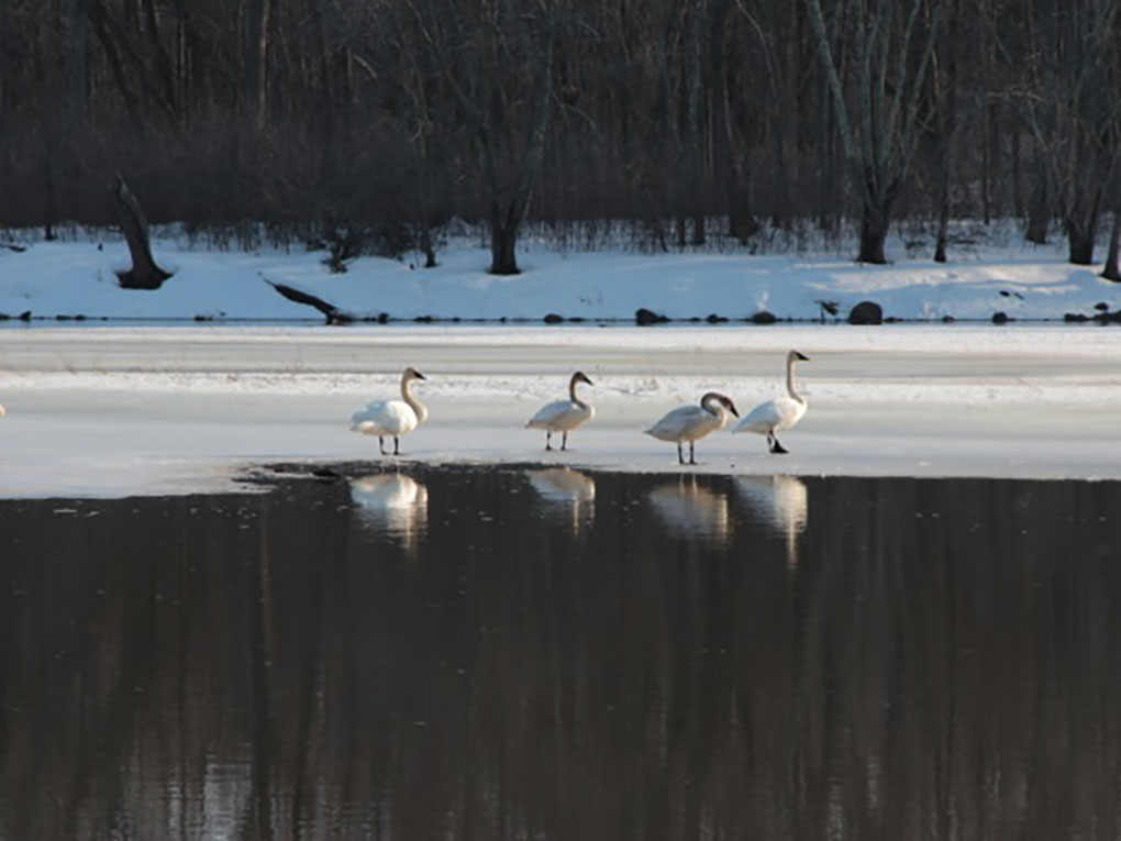 Swans-in-winter