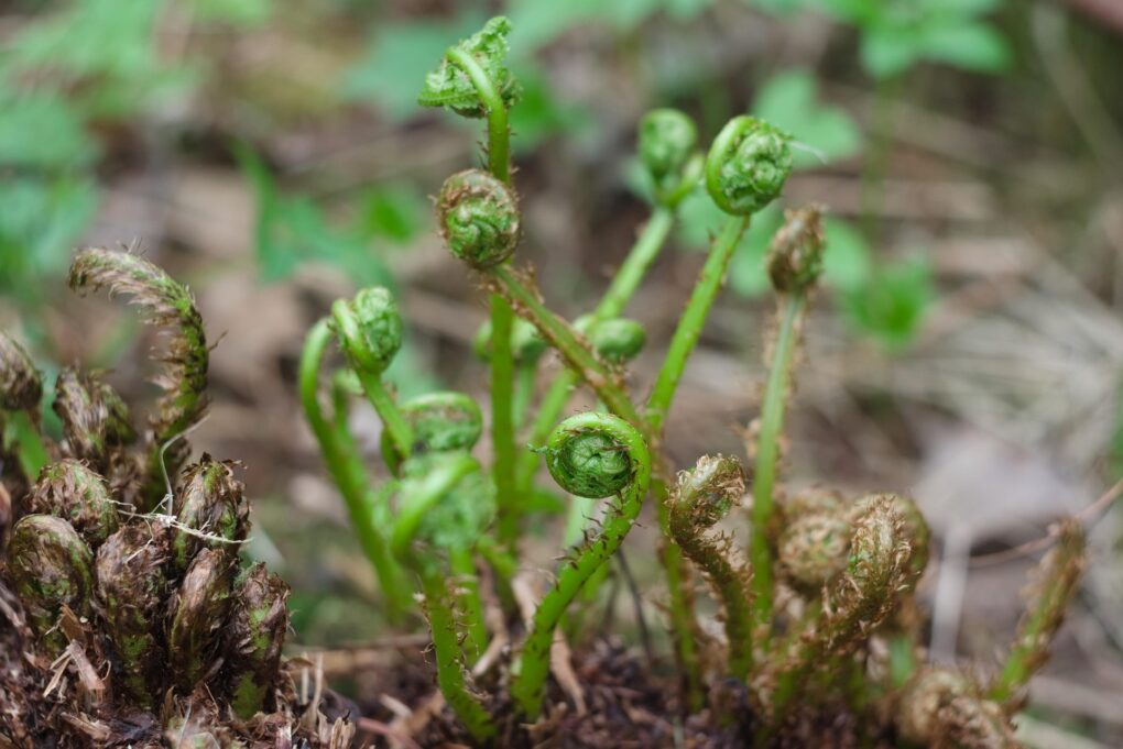 Fiddlehead ferns in early spring