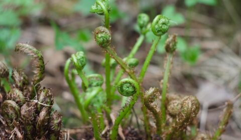 Fiddlehead ferns in early spring