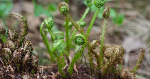 Searching for Silence