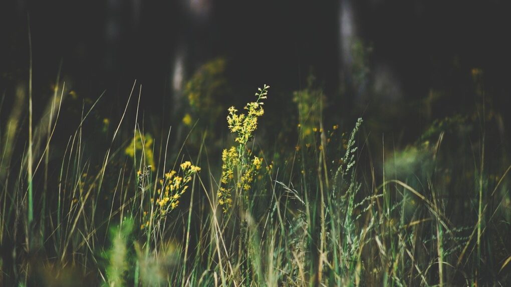 Flowers of the field