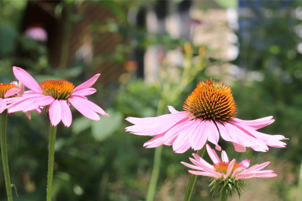 Image of flowers